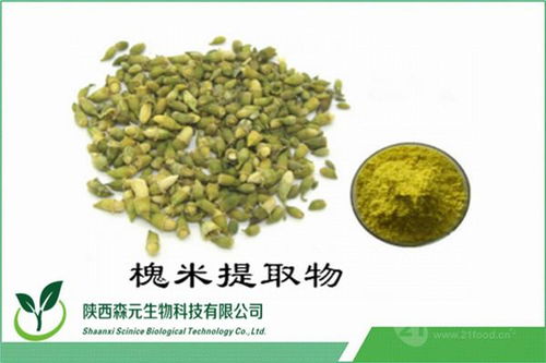 槐米提取物 純天然植物提取物價格解析與廠家直供優(yōu)勢